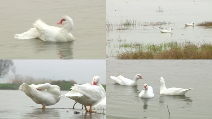 番鸭野外湖里