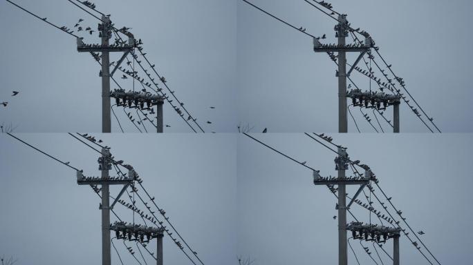 电线小鸟群-升格动画