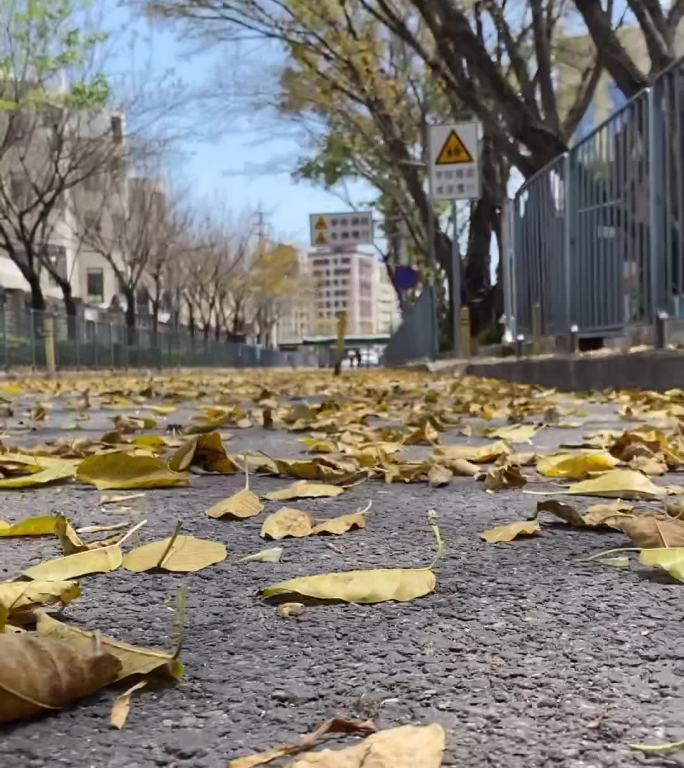 秋风一吹，落叶一飘，城市小马路遍地金黄