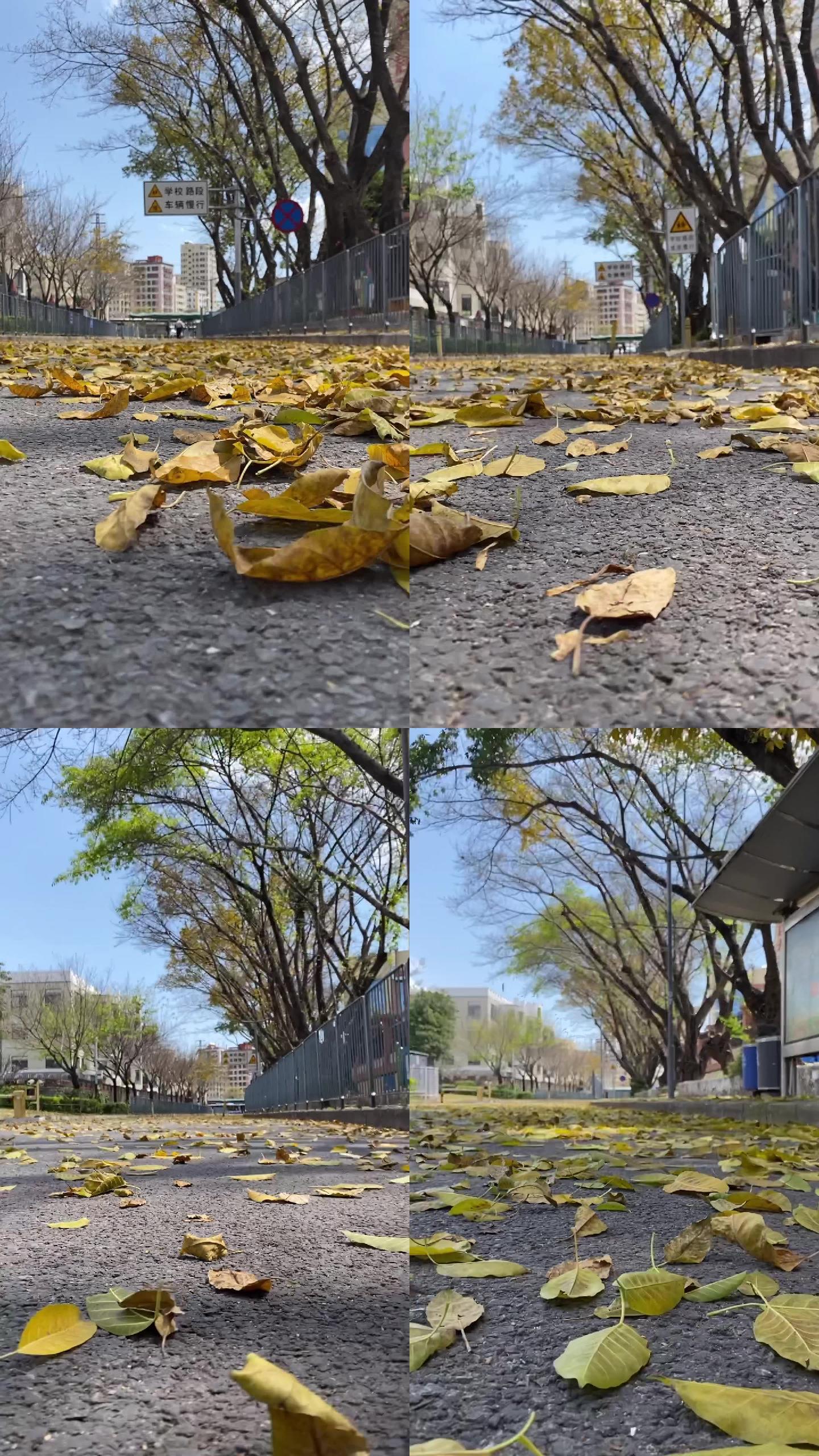 秋风一吹，落叶一飘，城市小马路遍地金黄