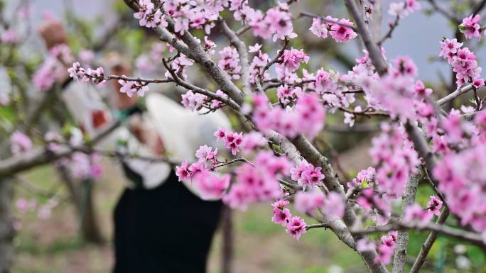 春色满园桃花李花盛开农民劳作