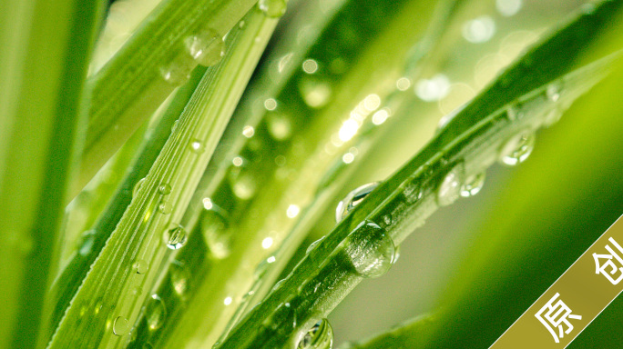 春天植物雨滴露珠唯美空镜升格4K