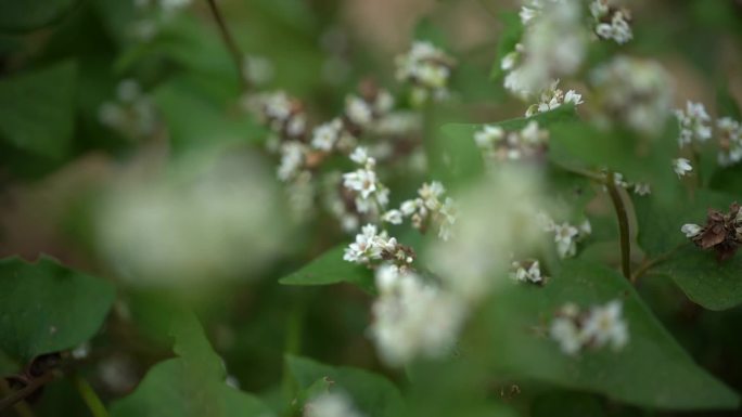 荞麦花02