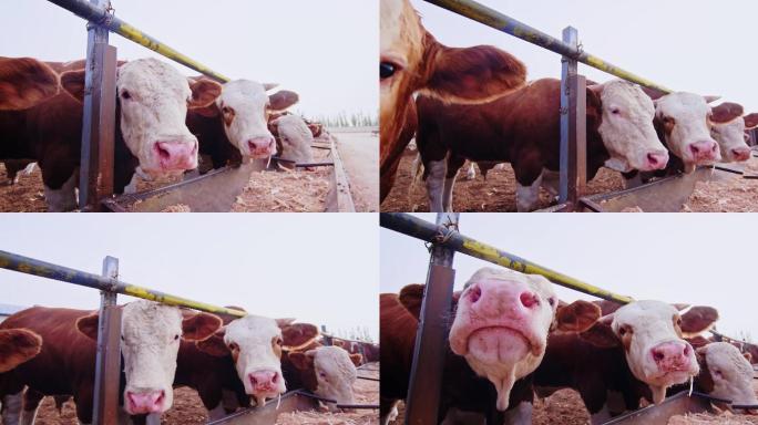 4k现代农业畜牧业牛羊养殖