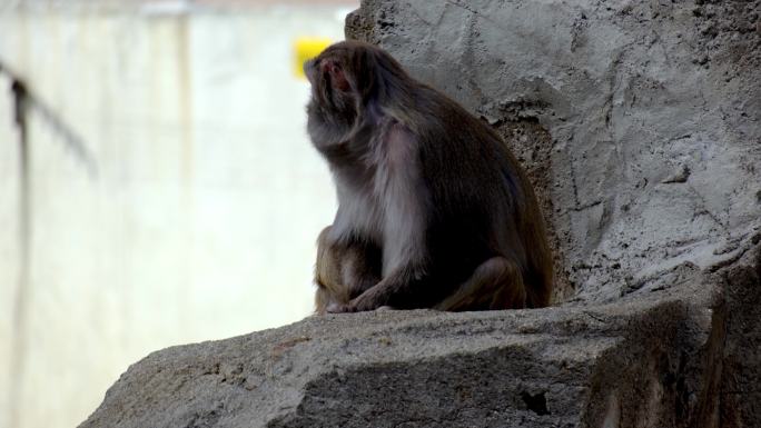 动物园猴山上晒太阳的猴子实拍