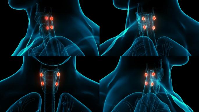 人体腺体甲状旁腺解剖学
