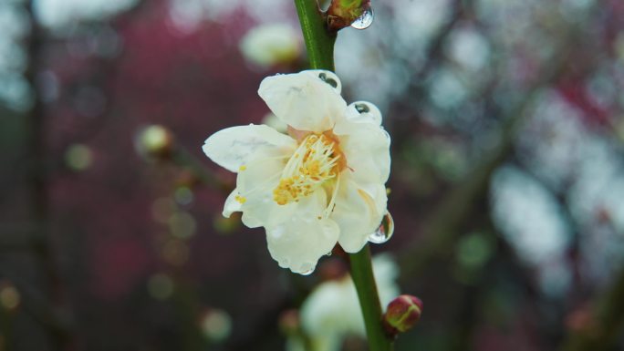 踏雪寻梅 雨雪中的梅花1