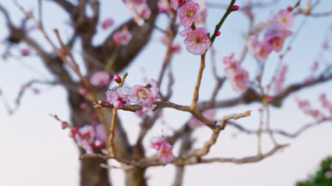 樱花树3d展示