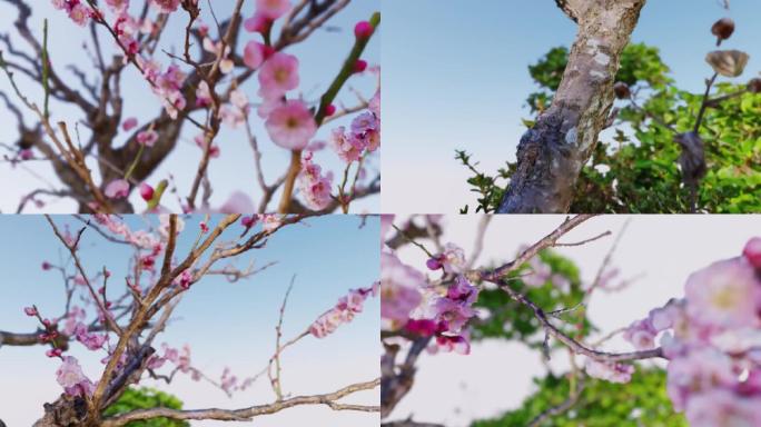 樱花树3d展示