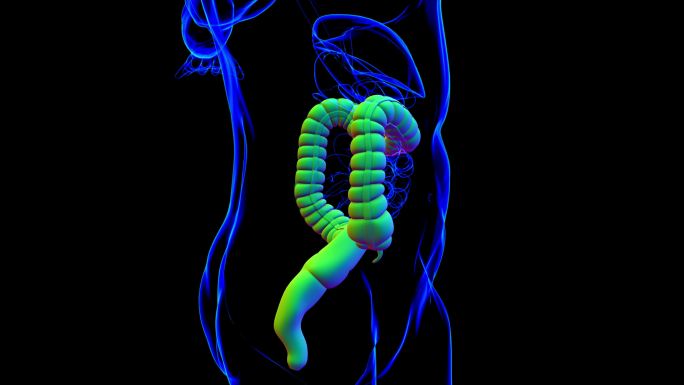大肠3D插图人体消化系统解剖学
