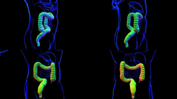 大肠3D插图人体消化系统解剖学