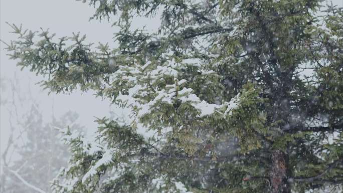 视频素材雪中树木（二）