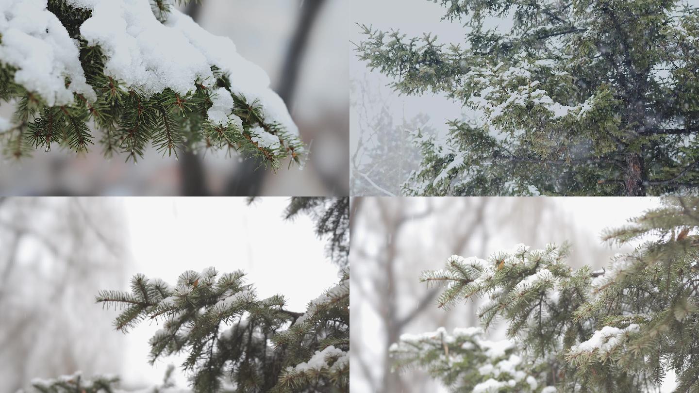 视频素材雪中树木（二）