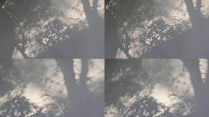 【原创】树木光影空镜4K