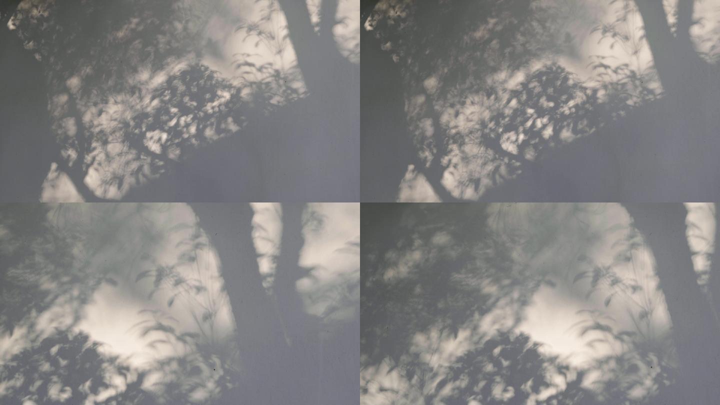 【原创】树木光影空镜4K