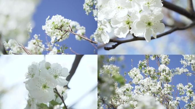 梨花 梨花谷