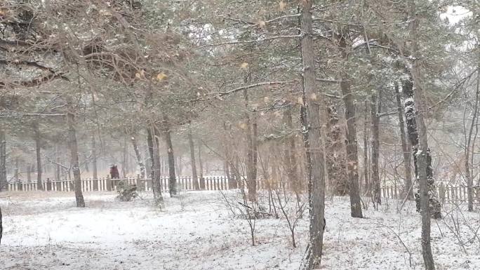 雪后雪中晨练锻炼散步