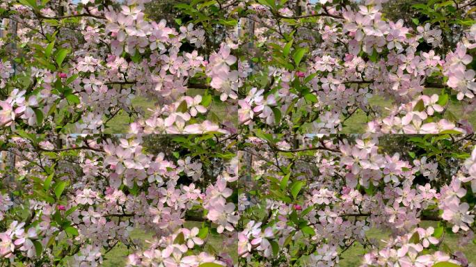 春天阳光海棠花蜜蜂采蜜实拍4K