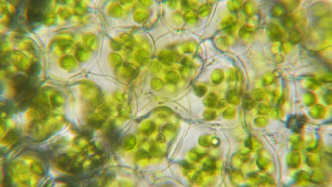 显微镜下的叶绿体