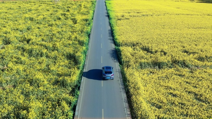 罗平金油菜花海跟车