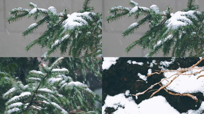 小雪松树雪松白雪冬日冬天雪花飘雪青松下雪