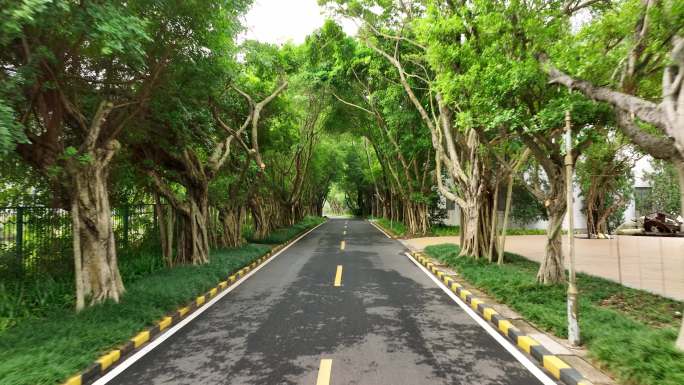 道路两旁绿树成荫的推进画面空镜