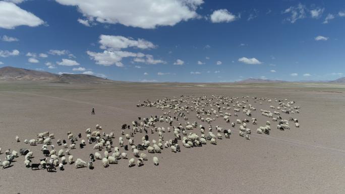 青藏高原羊群放牧 4k航拍