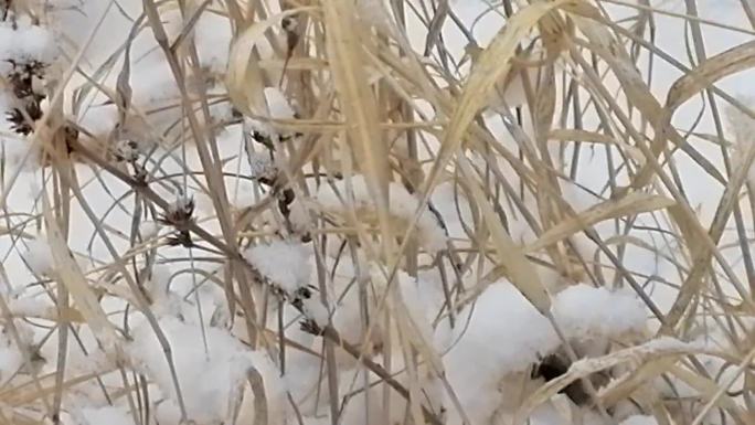 野外厚厚的大雪