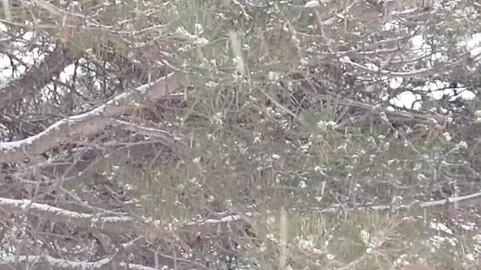 鹅毛般大雪下雪场景松林雪景松树
