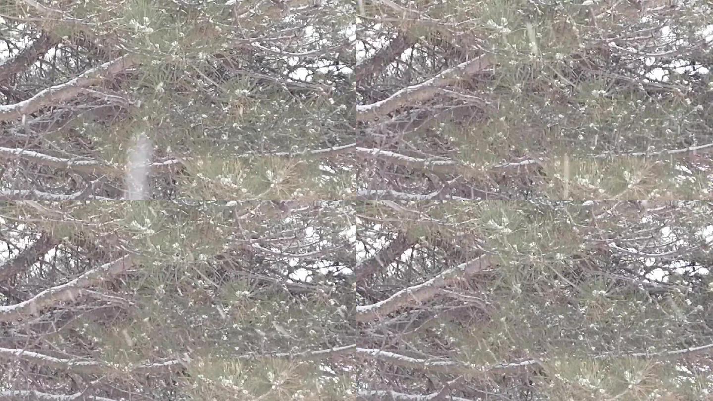 鹅毛般大雪下雪场景松林雪景松树