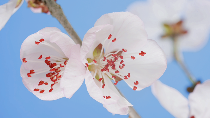 【4K原创】春天花开延时唯美空镜