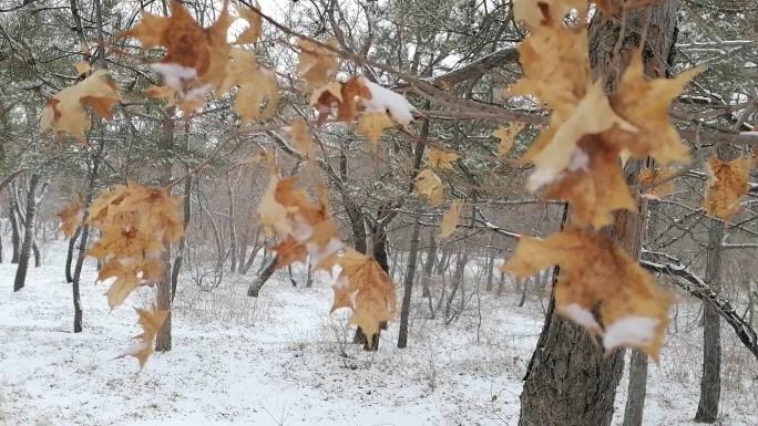 冬季枫叶林录像