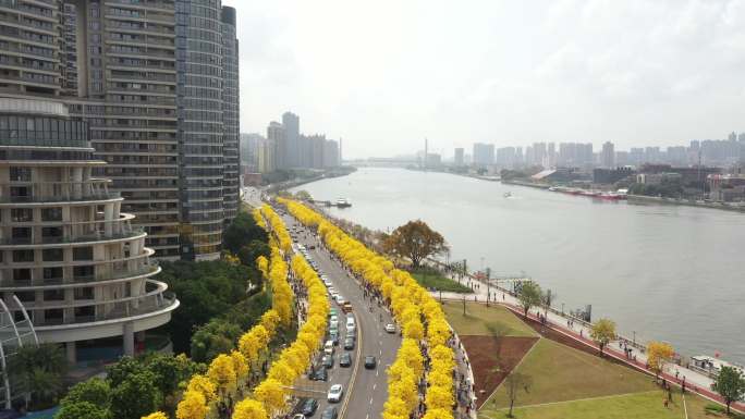 4K高品质航拍城市风光广州洲头咀风铃木