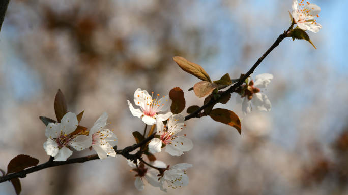 小清新，红叶李，微距自然界花，蜜蜂采花