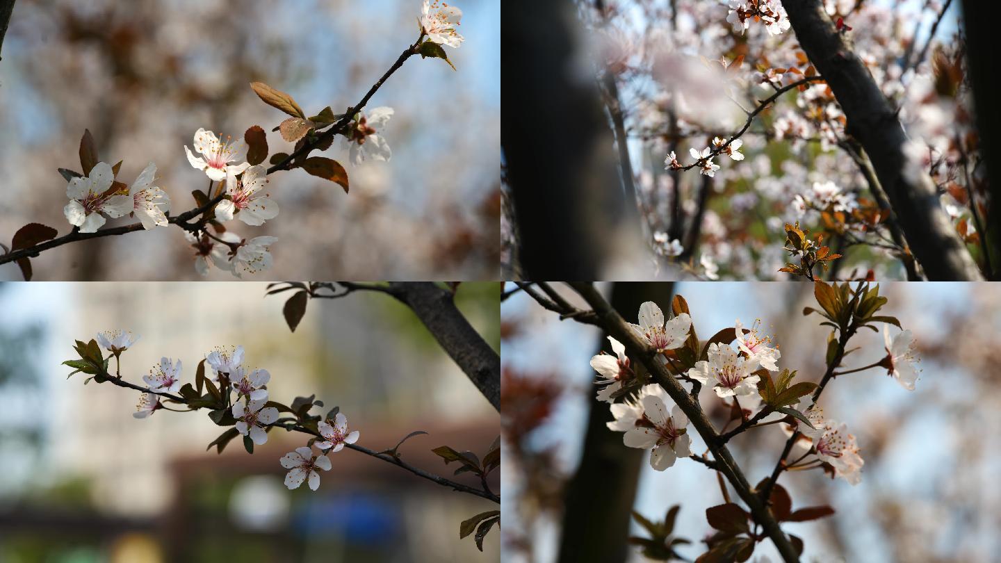 小清新，红叶李，微距自然界花，蜜蜂采花