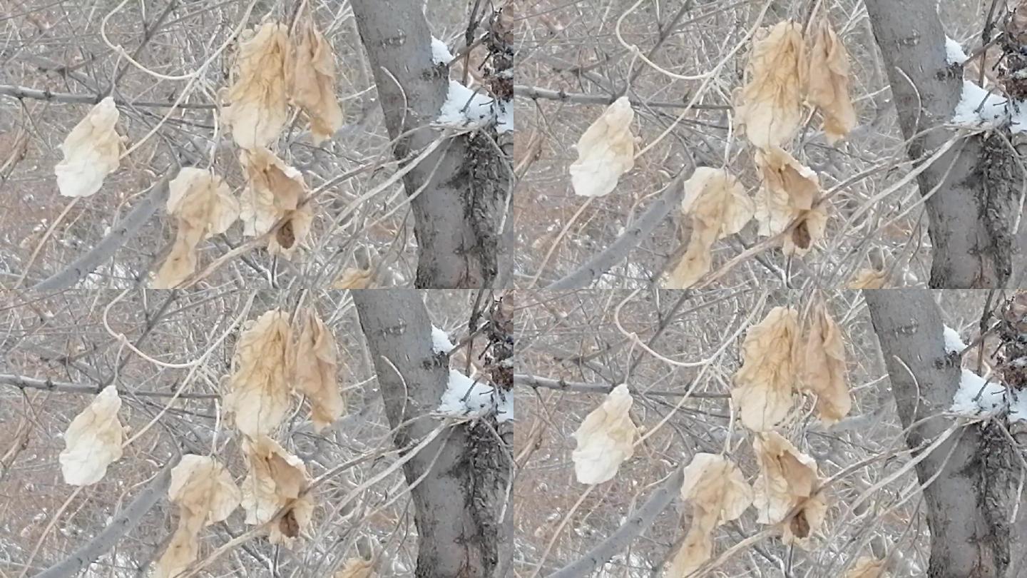 冬季残叶干叶树枝录像场景