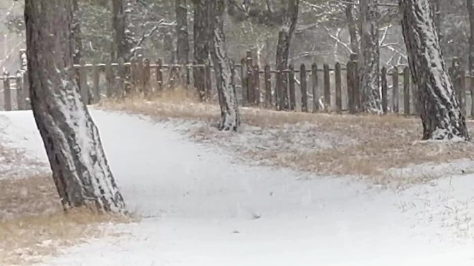 银装素裹鹅毛大雪