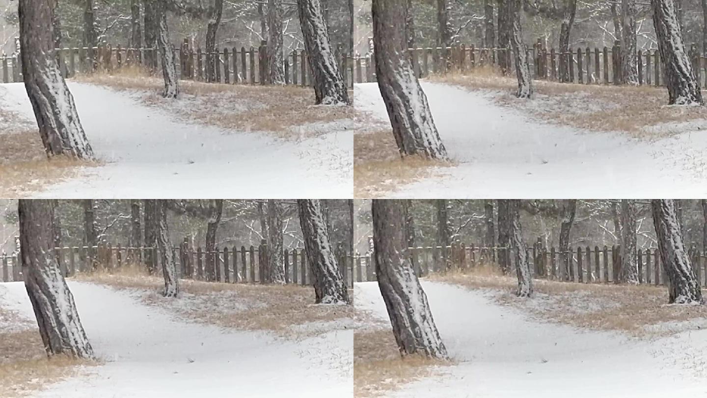 银装素裹鹅毛大雪