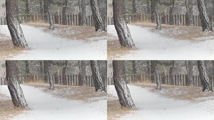 银装素裹鹅毛大雪