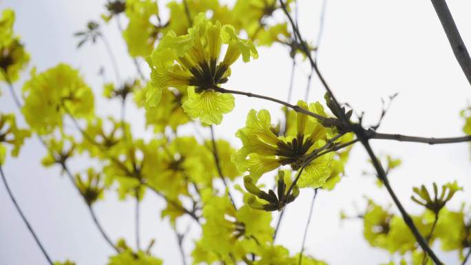 春天-花- 黄花风铃木