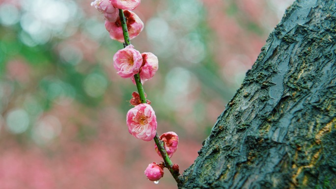 踏雪寻梅 雨雪中的梅花2