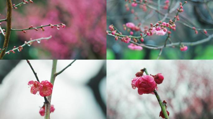 踏雪寻梅 雨雪中的梅花2