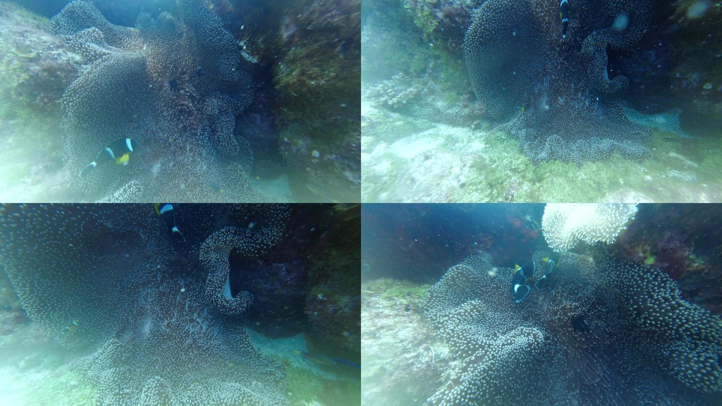 潜入海底发现了可爱的小丑鱼与海蔡