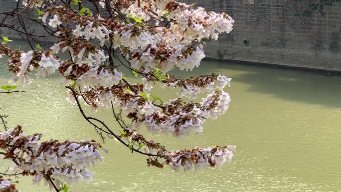 成都城市河边泡桐树花春天阳光下的白色桐花