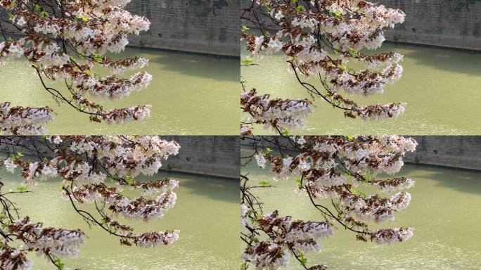 成都城市河边泡桐树花春天阳光下的白色桐花