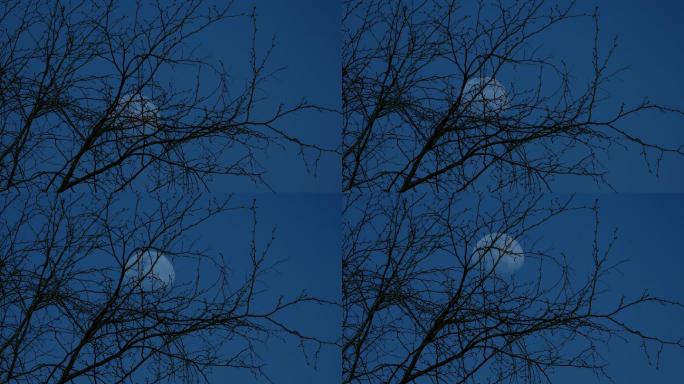4K夜晚树梢上的月亮 安静的夜晚