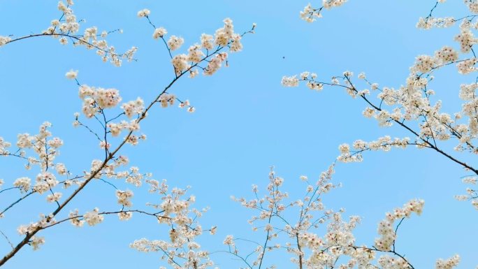 武汉西北湖樱花