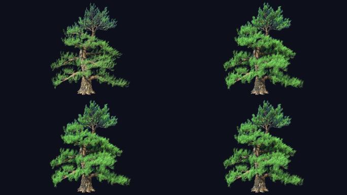 松树生长动画-带透明通道