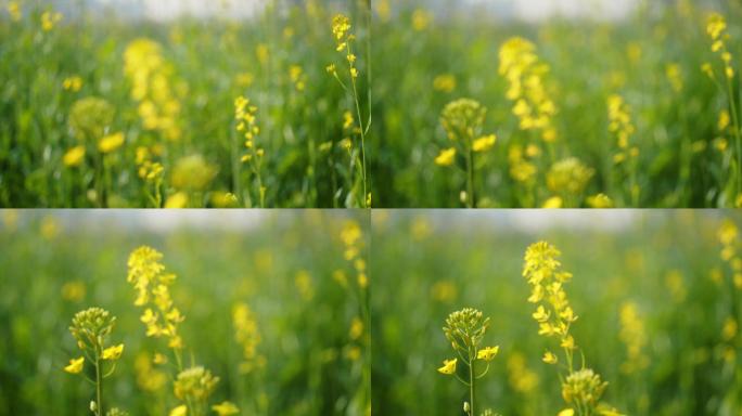 风中摇曳的油菜花 油菜花田