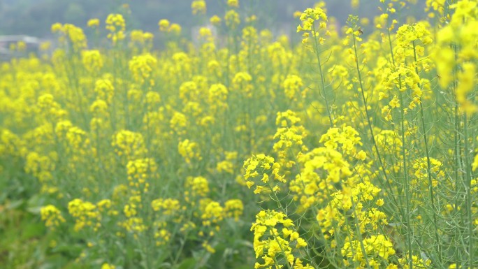 蜜蜂采油菜花